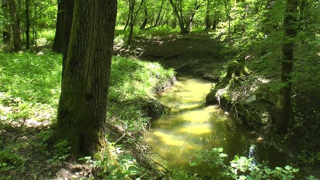 Video of an idyllic forest with birds singing