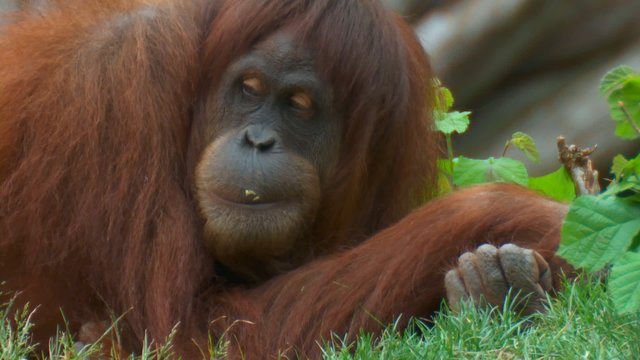 orangutan
