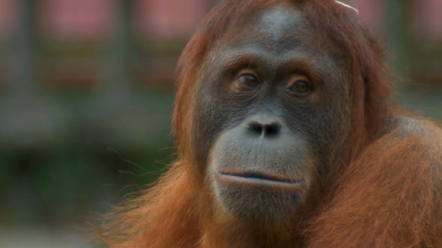 orangutan