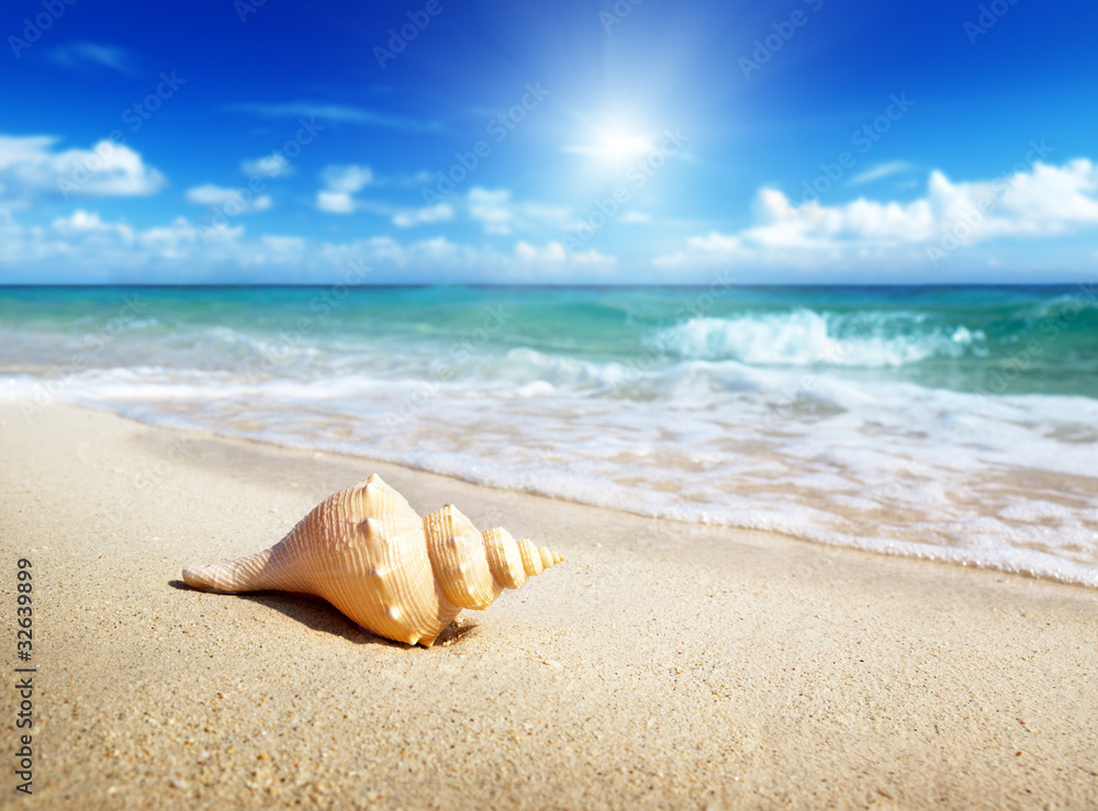 Canvas Prints seashell on the beach