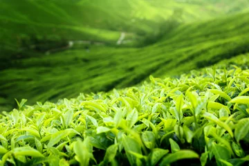 Fototapeten Tea plantation Cameron highlands, Malaysia (shallow DOF) © Iakov Kalinin