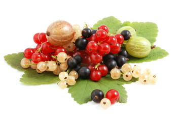 Johannisbeeren und Stachelbeeren