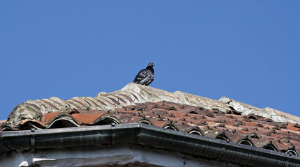 single pigeon on a roof