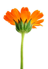 orange flower with long green stem isolated