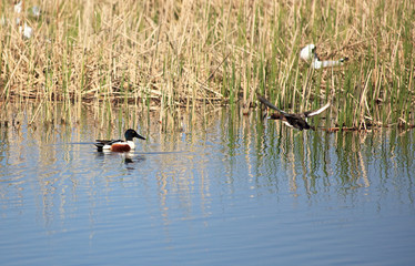 Wild ducks on the lake.