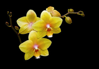 Fototapeta na wymiar Kwiaty żółte orchidee na czarnym tle bliska
