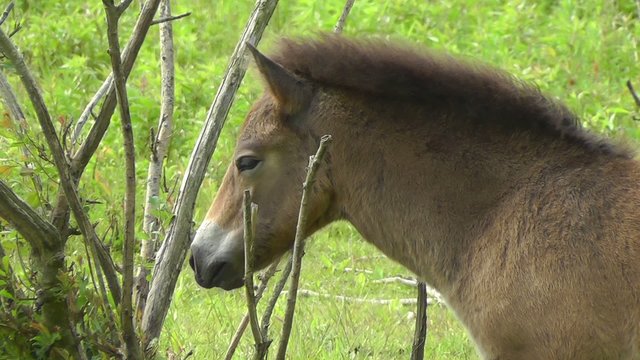 Exmoor-Pony