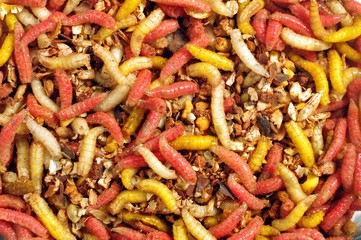 fly's colourful larvae