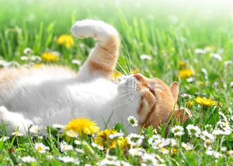 Zelfklevend Fotobehang Kat kat in het gras