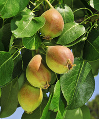 pears in a tree