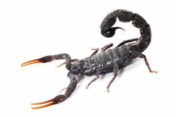 black scorpion  isolated on white