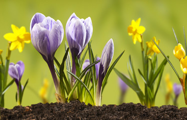 crocus