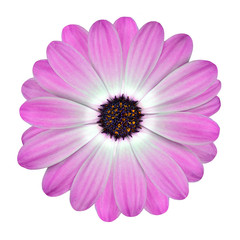 White and Pink Osteospermum Daisy Flower isolated