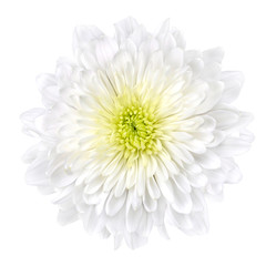 Fleur de chrysanthème blanc avec centre jaune isolé