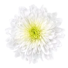 Papier Peint photo autocollant Dahlia Fleur de chrysanthème blanc avec centre jaune isolé