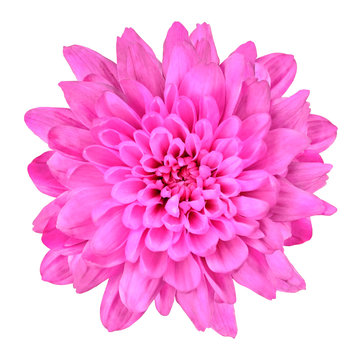 Pink Chrysanthemum Flower Isolated on White