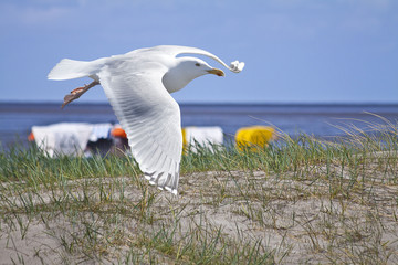 Möwe, Strand von Norddeich