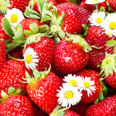 fresh strawberries with daisy flowers
