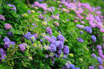 紫陽花  Hydrangea