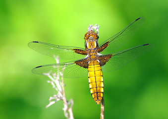 Yellow dragonfly
