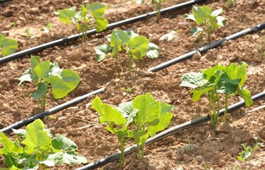haricots verts