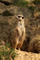 Meerkat standing upright