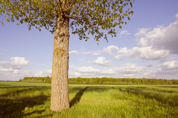 Fototapeta na wymiar landscape with tree and shadows