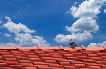 Naklejka premium Pigeons on the roof