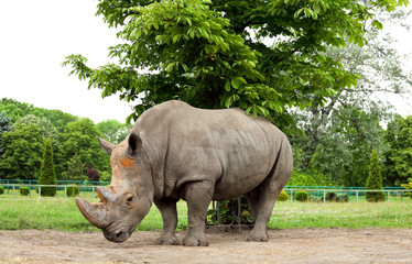 White Rhino