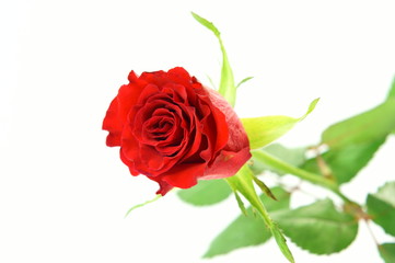 red roses