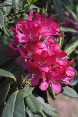 Beautiful red flowers