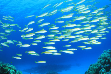 Fototapeta na wymiar Ławica ryb: goatfish żółtopłetwy