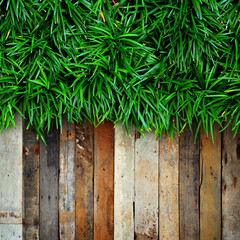 Fresh green grass on Wood background