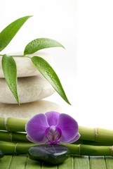 bambù con orchidea