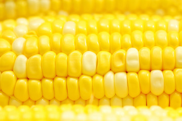 Corn close-up.