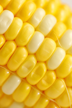 Corn close-up.