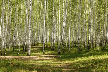 Foto op Plexiglas zomer groen berkenbos © Nobilior