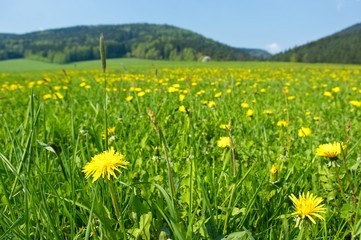 Fototapeta premium Fresh meadow with yellow flowers