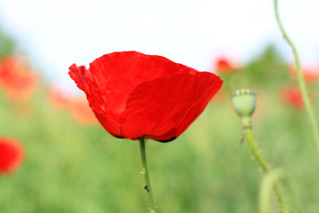 Naklejka premium Mohnblume