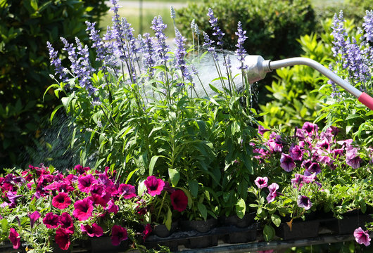 Blumen gie&szlig;en