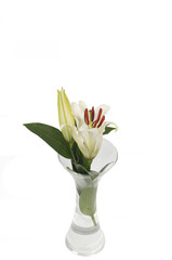 Yellow Lys flower in a vase