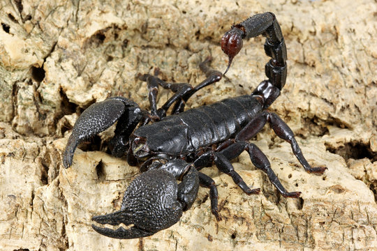 Skorpion Pandinus imperator