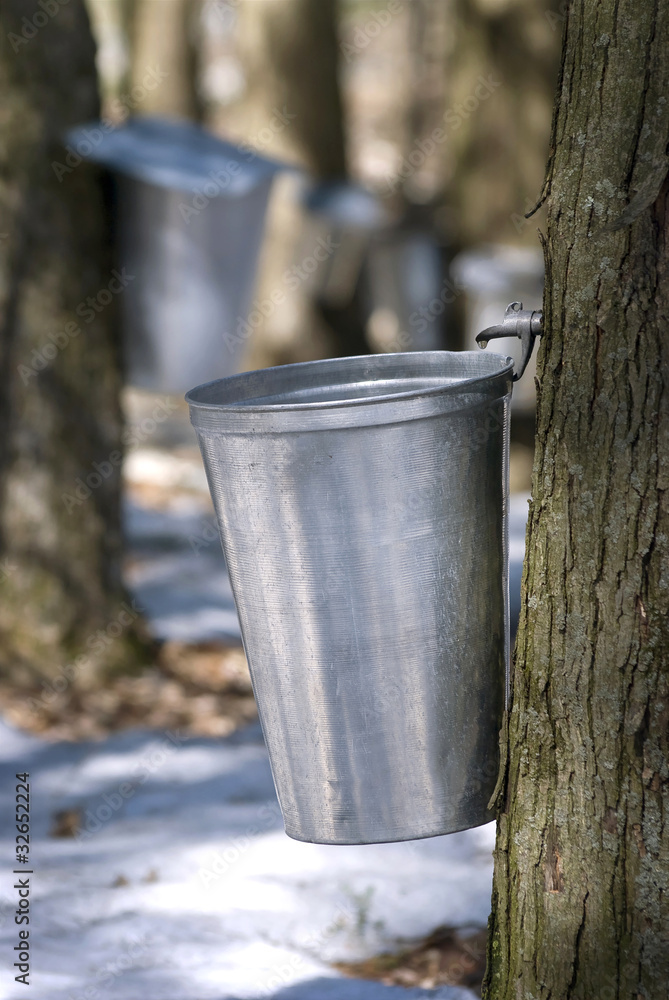 Wall mural droplet of sap flowing from the maple tree into a pail