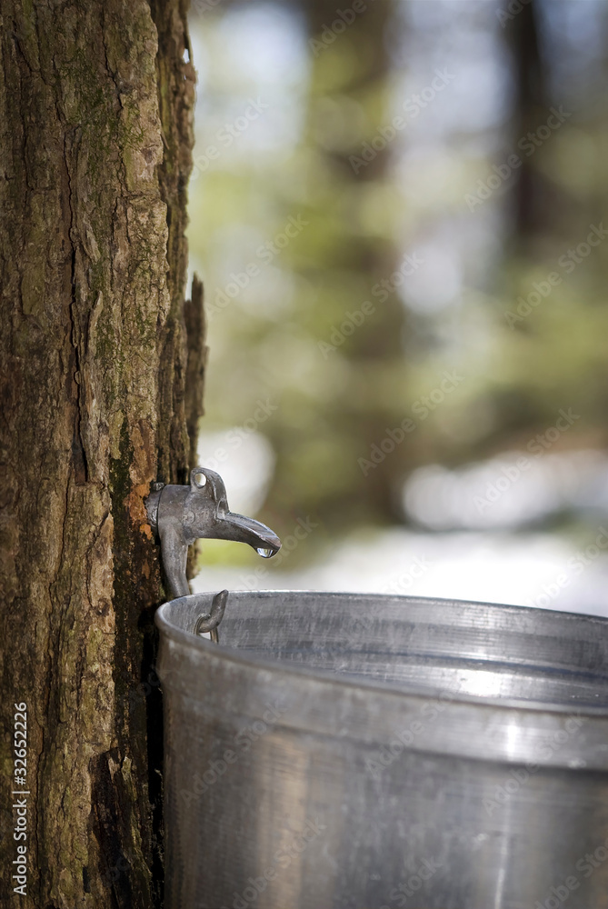 Wall mural droplet of sap flowing into a pail for make pure maple syrup