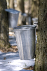 Droplet of sap flowing from the maple tree into a pail