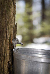 Droplet of sap flowing into a pail for make pure maple syrup - obrazy, fototapety, plakaty