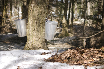 Droplet into a pail for make pure maple syrup