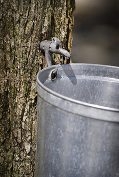 Goutte de s&egrave;ve pour faire du sirop d'&eacute;rable au printemps