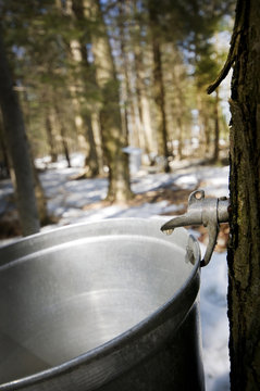 Droplet of sap flowing from the maple tree into a pail