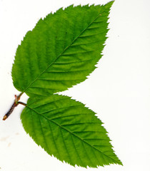 Gray Birch leaves